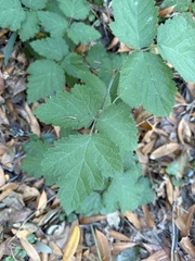 Rubus ursinus macropetalus