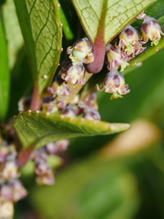 Melicytus chathamicus