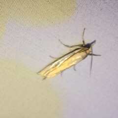 Crambus satrapellus