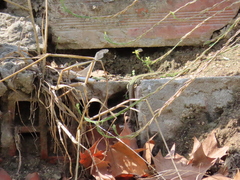 Podarcis virescens