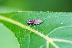 Anacampsis levipedella