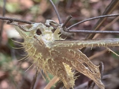 Akanthomyces tuberculatus