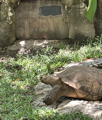 Centrochelys sulcata