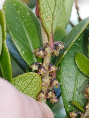 Melicytus chathamicus