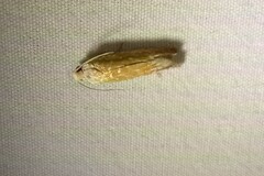 Eucosma floridana