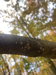 Aleurodiscus amorphus