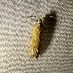 Eucosma floridana