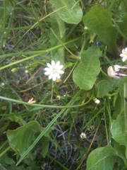 Pseudostellaria jamesiana