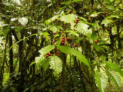Sapindaceae