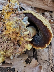 Buchwaldoboletus sphaerocephalus