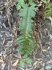 Polystichum munitum