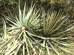 Puya