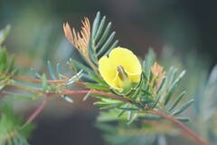 Gompholobium nitidum
