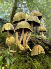 Coprinellus micaceus