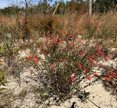 Clinopodium coccineum
