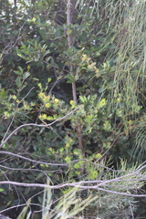 Gompholobium nitidum