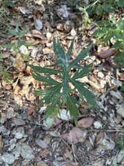 Artemisia douglasiana