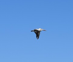 Pelecanus thagus