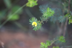 Gompholobium nitidum
