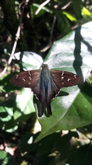 Urbanus proteus proteus