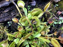 Dionaea muscipula