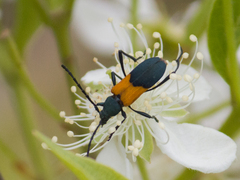 Chrysoprasis basalis