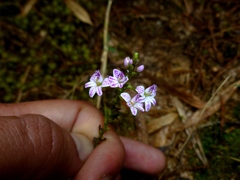 Epidendrum fimbriatum