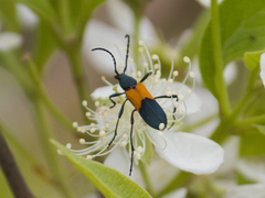 Chrysoprasis basalis