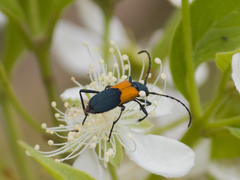 Chrysoprasis basalis