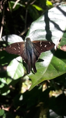 Urbanus proteus proteus