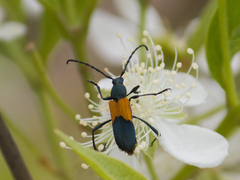Chrysoprasis basalis