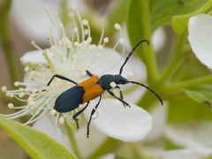 Chrysoprasis basalis