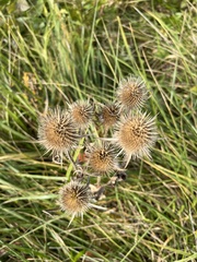 Dipsacus
