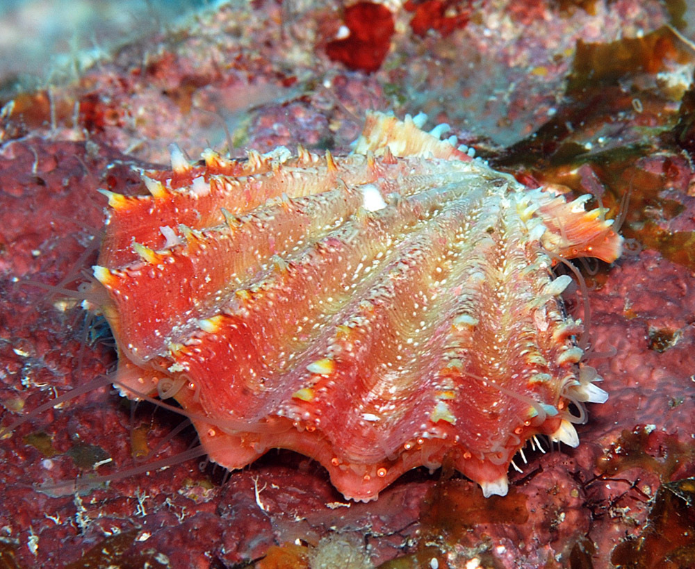 Mirapecten rastellum