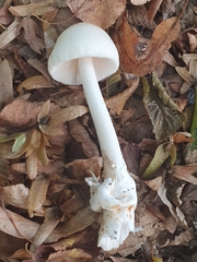 Amanita vaginata alba