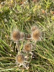 Dipsacus