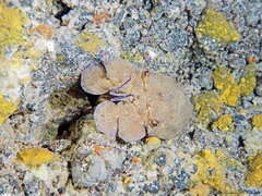 Scyllarides latus