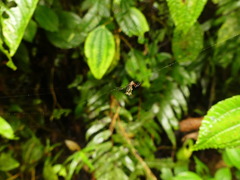 Micrathena