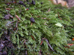 Mniaceae