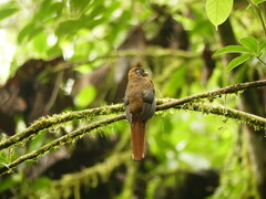 Trogon personatus