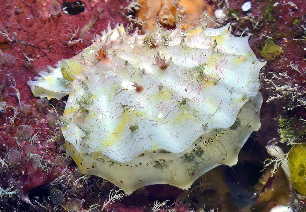 Mirapecten