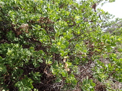 Pluchea indica