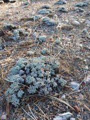 Eriogonum kennedyi austromontanum