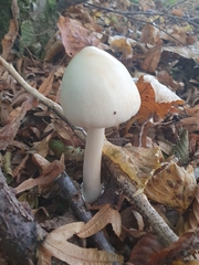 Amanita vaginata alba