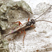Isadelphus inimicus - Photo (c) Nils-Uno Svensson, some rights reserved (CC BY-NC), uploaded by Nils-Uno Svensson