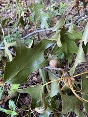 Quercus velutina