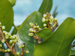 Corynocarpus laevigatus