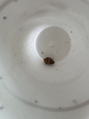 Bulimulus guadalupensis