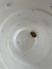 Bulimulus guadalupensis