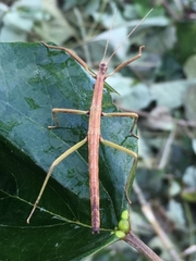 Libethra